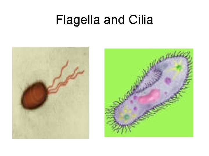 Flagella and Cilia 