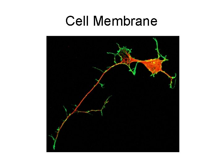 Cell Membrane 