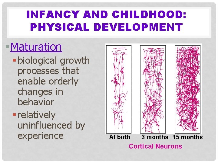 INFANCY AND CHILDHOOD: PHYSICAL DEVELOPMENT § Maturation § biological growth processes that enable orderly