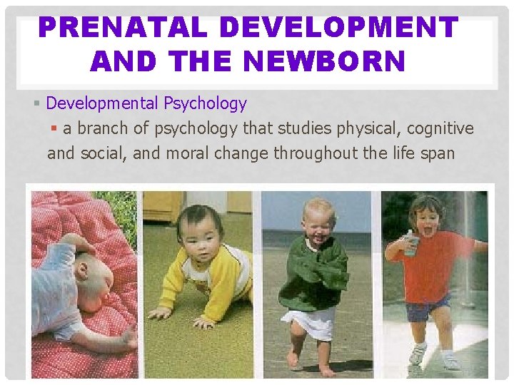 PRENATAL DEVELOPMENT AND THE NEWBORN § Developmental Psychology § a branch of psychology that