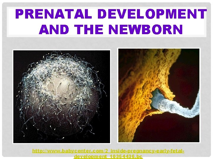 PRENATAL DEVELOPMENT AND THE NEWBORN http: //www. babycenter. com/2_inside-pregnancy-early-fetaldevelopment_10354436. bc 