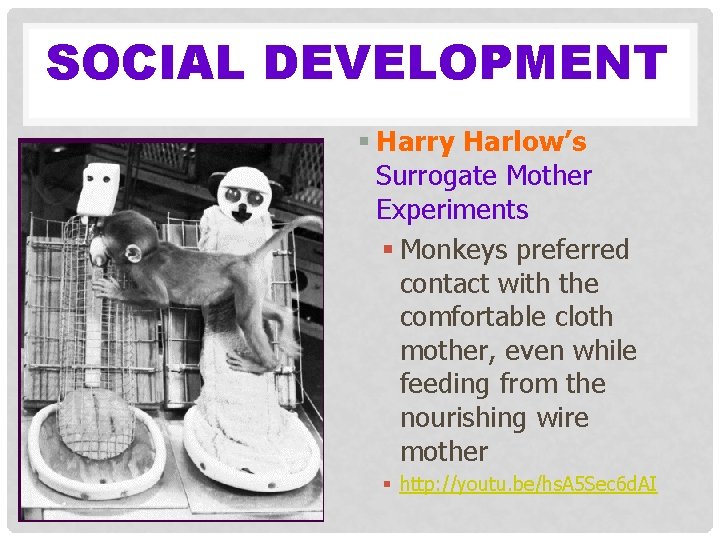 SOCIAL DEVELOPMENT § Harry Harlow’s Surrogate Mother Experiments § Monkeys preferred contact with the