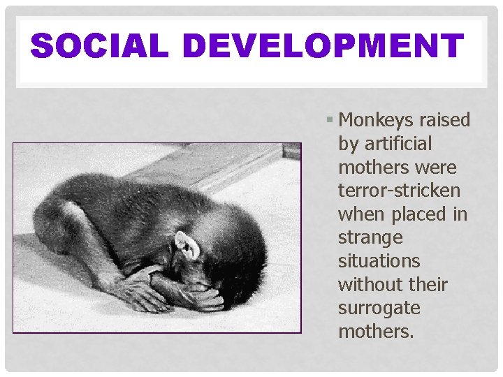 SOCIAL DEVELOPMENT § Monkeys raised by artificial mothers were terror-stricken when placed in strange