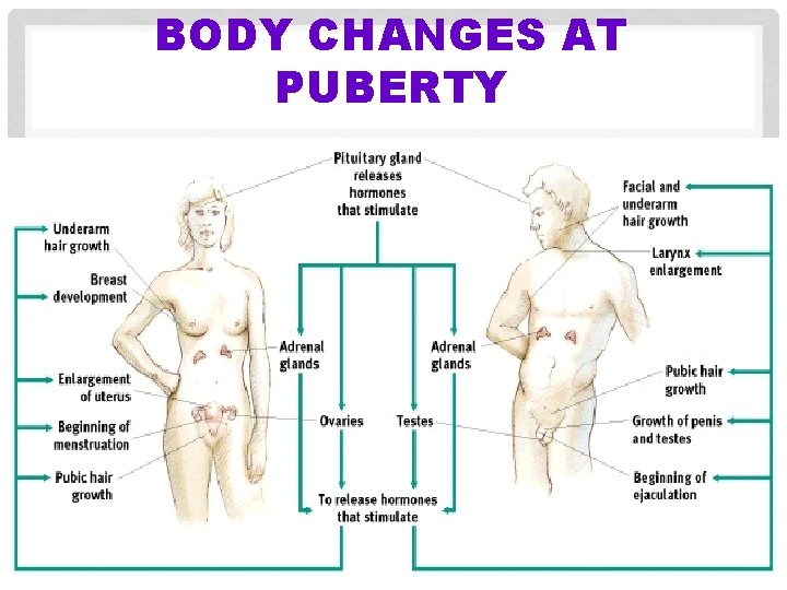 BODY CHANGES AT PUBERTY 