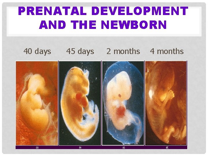 PRENATAL DEVELOPMENT AND THE NEWBORN 40 days 45 days 2 months 4 months 