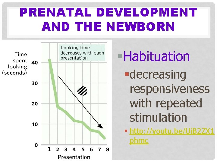 PRENATAL DEVELOPMENT AND THE NEWBORN §Habituation §decreasing responsiveness with repeated stimulation § http: //youtu.