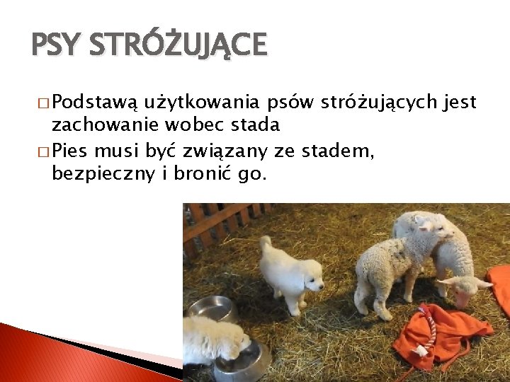 PSY STRÓŻUJĄCE � Podstawą użytkowania psów stróżujących jest zachowanie wobec stada � Pies musi