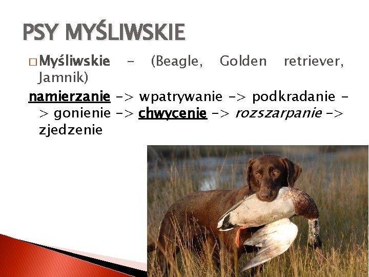 PSY MYŚLIWSKIE � Myśliwskie - (Beagle, Golden retriever, Jamnik) namierzanie -> wpatrywanie -> podkradanie