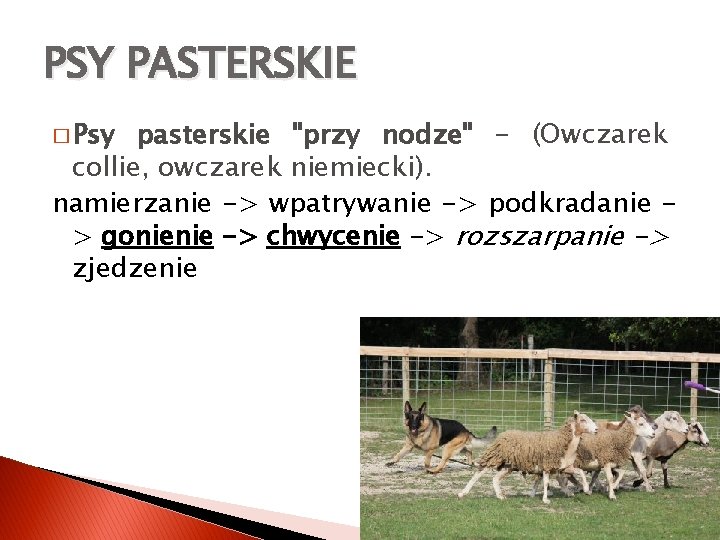 PSY PASTERSKIE � Psy pasterskie "przy nodze" - (Owczarek collie, owczarek niemiecki). namierzanie ->