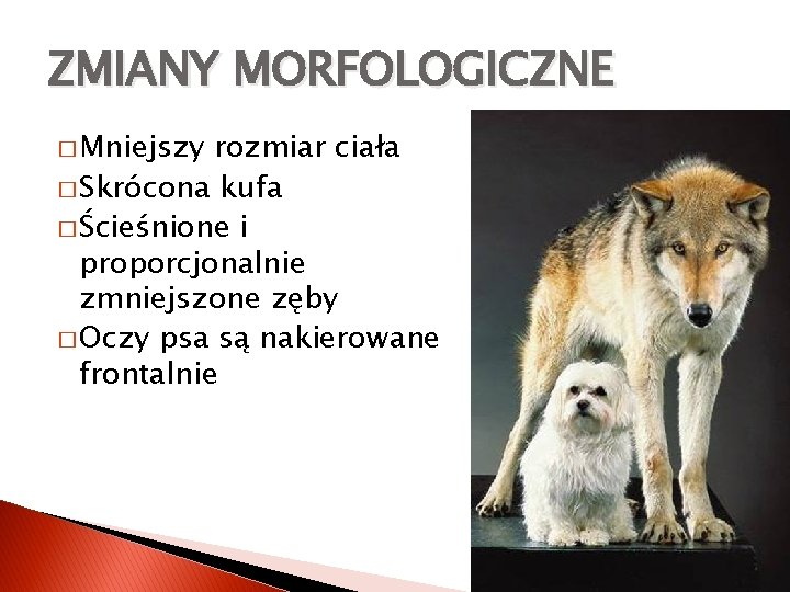 ZMIANY MORFOLOGICZNE � Mniejszy rozmiar ciała � Skrócona kufa � Ścieśnione i proporcjonalnie zmniejszone