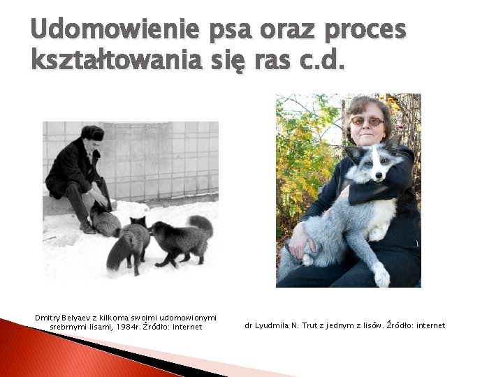 Udomowienie psa oraz proces kształtowania się ras c. d. Dmitry Belyaev z kilkoma swoimi