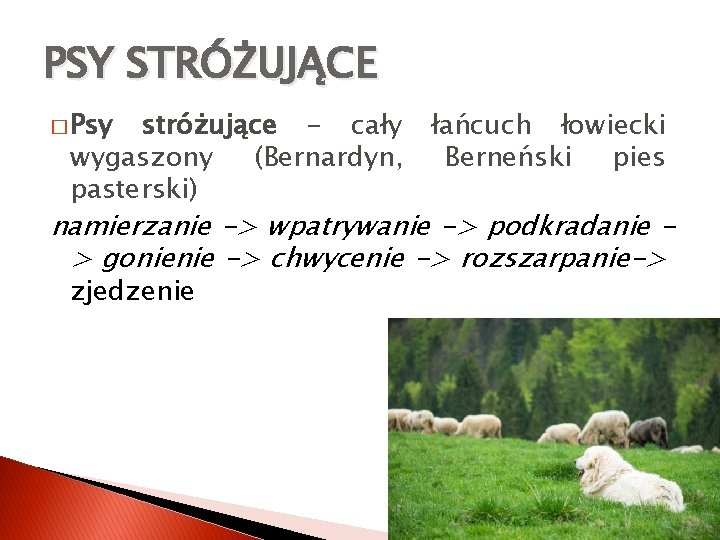 PSY STRÓŻUJĄCE � Psy stróżujące - cały wygaszony (Bernardyn, pasterski) łańcuch łowiecki Berneński pies