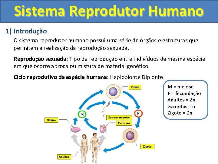 Sistema Reprodutor Humano 1) Introdução O sistema reprodutor humano possui uma série de órgãos