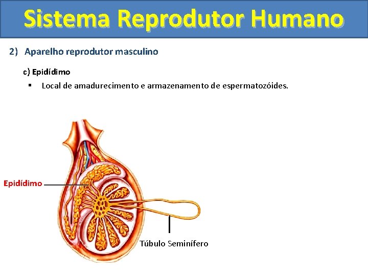 Sistema Reprodutor Humano 2) Aparelho reprodutor masculino c) Epidídimo § Local de amadurecimento e