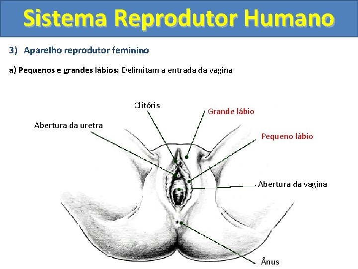 Sistema Reprodutor Humano 3) Aparelho reprodutor feminino a) Pequenos e grandes lábios: Delimitam a