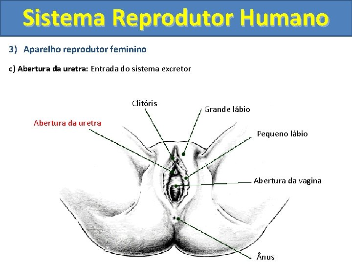Sistema Reprodutor Humano 3) Aparelho reprodutor feminino c) Abertura da uretra: Entrada do sistema