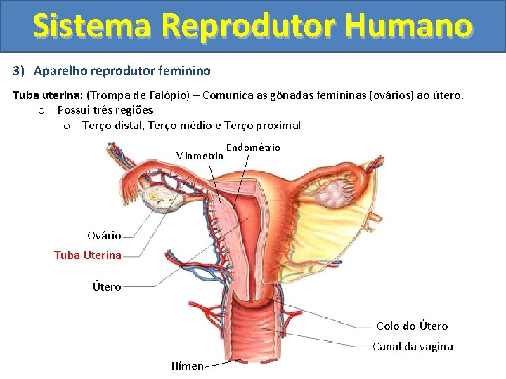 Sistema Reprodutor Humano 3) Aparelho reprodutor feminino Tuba uterina: (Trompa de Falópio) – Comunica