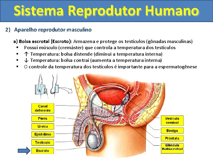 Sistema Reprodutor Humano 2) Aparelho reprodutor masculino a) Bolsa escrotal (Escroto): Armazena e protege