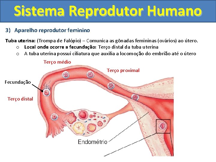 Sistema Reprodutor Humano 3) Aparelho reprodutor feminino Tuba uterina: (Trompa de Falópio) – Comunica
