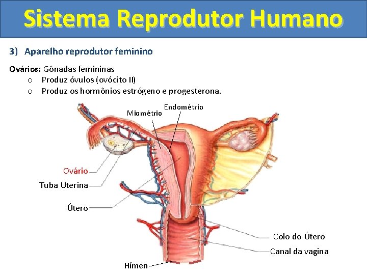 Sistema Reprodutor Humano 3) Aparelho reprodutor feminino Ovários: Gônadas femininas o Produz óvulos (ovócito