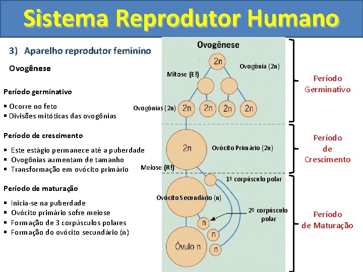 Sistema Reprodutor Humano 3) Aparelho reprodutor feminino Ovogênese Ovogônia (2 n) Mitose (E!) Período