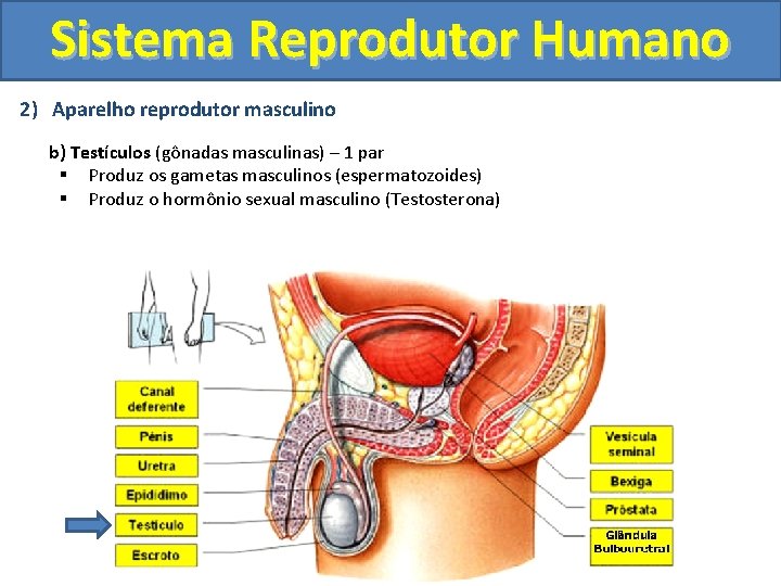 Sistema Reprodutor Humano 2) Aparelho reprodutor masculino b) Testículos (gônadas masculinas) – 1 par