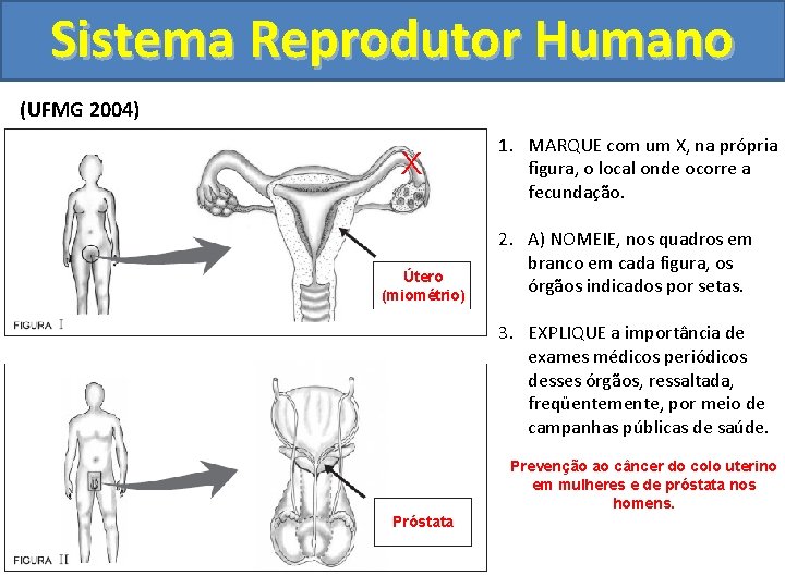 Sistema Reprodutor Humano (UFMG 2004) X Útero (miométrio) 1. MARQUE com um X, na