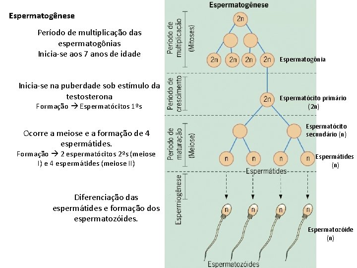 Espermatogênese Período de multiplicação das espermatogônias Inicia-se aos 7 anos de idade Inicia-se na