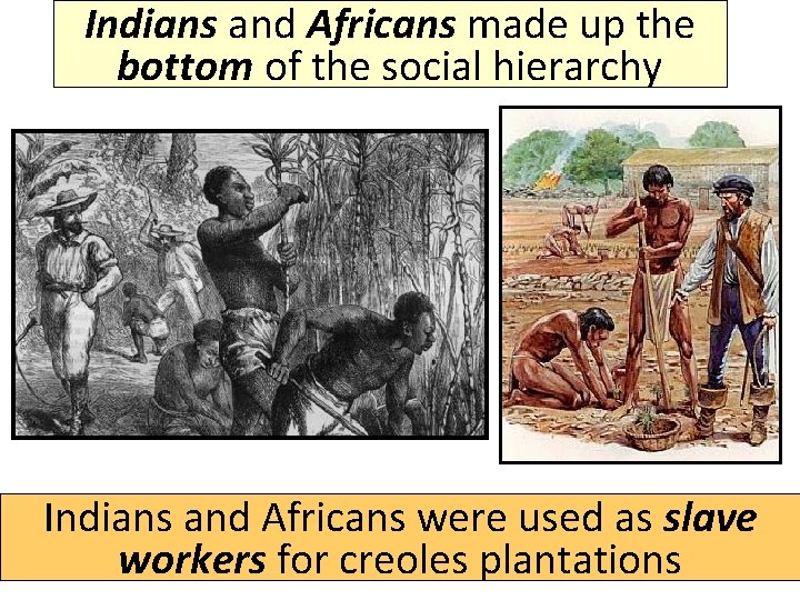 Indians and Africans made up the bottom of the social hierarchy Indians and Africans