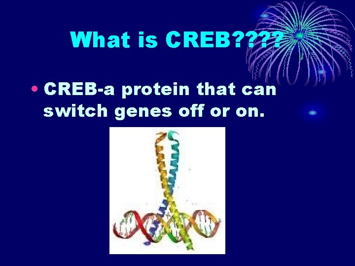 What is CREB? ? • CREB-a protein that can switch genes off or on. What is CREB? ? • CREB-a protein that can switch genes off or on.