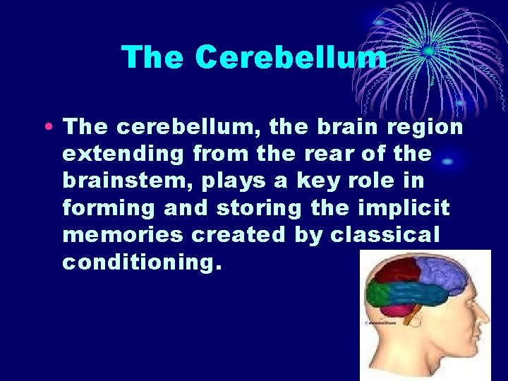 The Cerebellum • The cerebellum, the brain region extending from the rear of the The Cerebellum • The cerebellum, the brain region extending from the rear of the