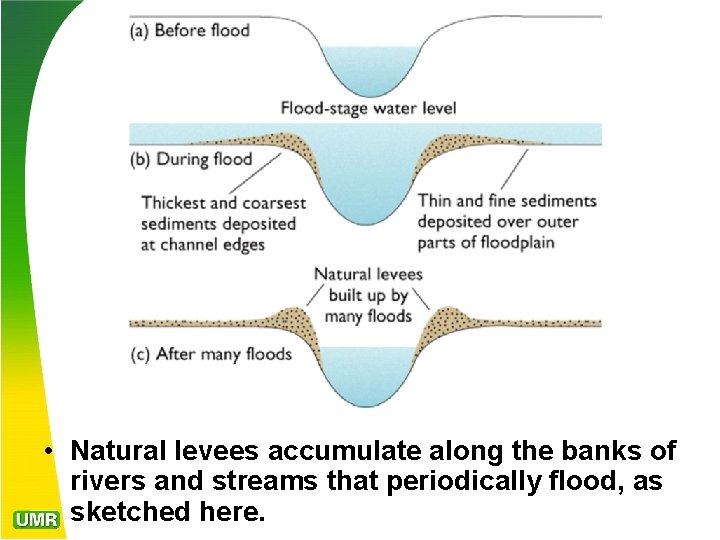  • Natural levees accumulate along the banks of rivers and streams that periodically