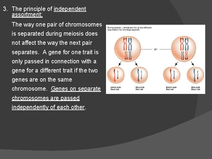 3. The principle of independent assortment: The way one pair of chromosomes is separated 3. The principle of independent assortment: The way one pair of chromosomes is separated