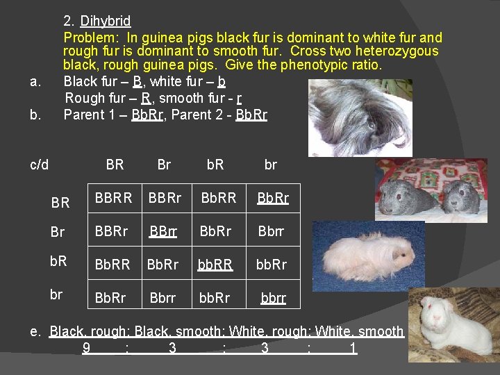 2. Dihybrid Problem: In guinea pigs black fur is dominant to white fur and 2. Dihybrid Problem: In guinea pigs black fur is dominant to white fur and