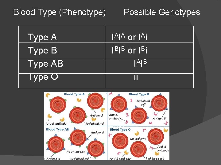 Blood Type (Phenotype) Type A Type B Type AB Type O Possible Genotypes IAIA Blood Type (Phenotype) Type A Type B Type AB Type O Possible Genotypes IAIA