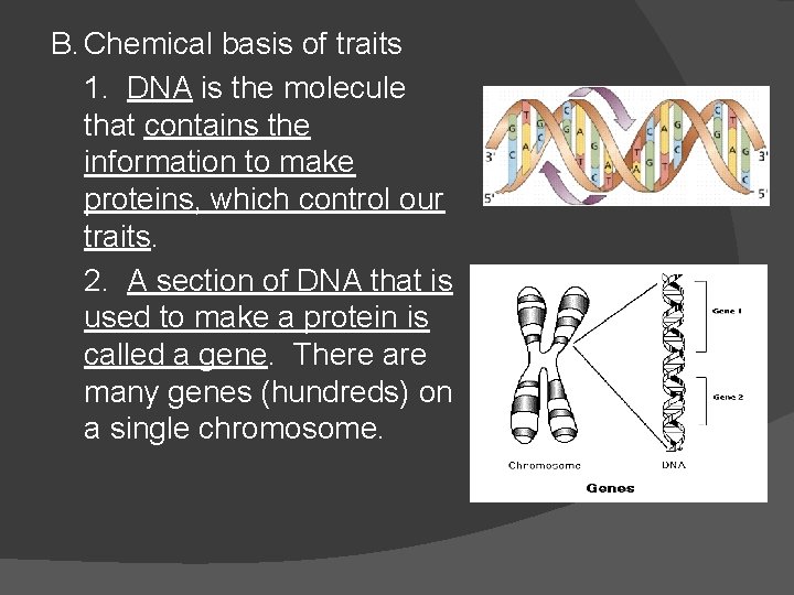 B. Chemical basis of traits 1. DNA is the molecule that contains the information B. Chemical basis of traits 1. DNA is the molecule that contains the information