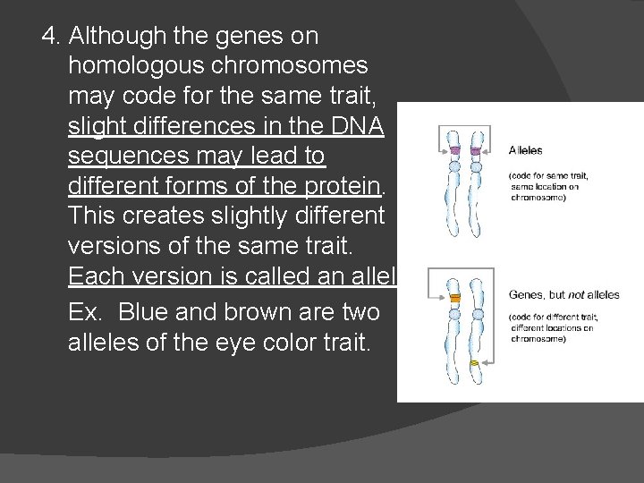 4. Although the genes on homologous chromosomes may code for the same trait, slight 4. Although the genes on homologous chromosomes may code for the same trait, slight