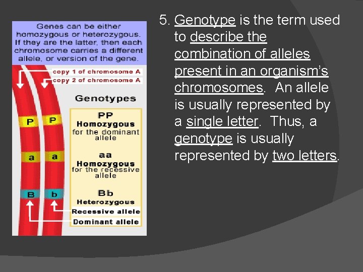 5. Genotype is the term used to describe the combination of alleles present in 5. Genotype is the term used to describe the combination of alleles present in