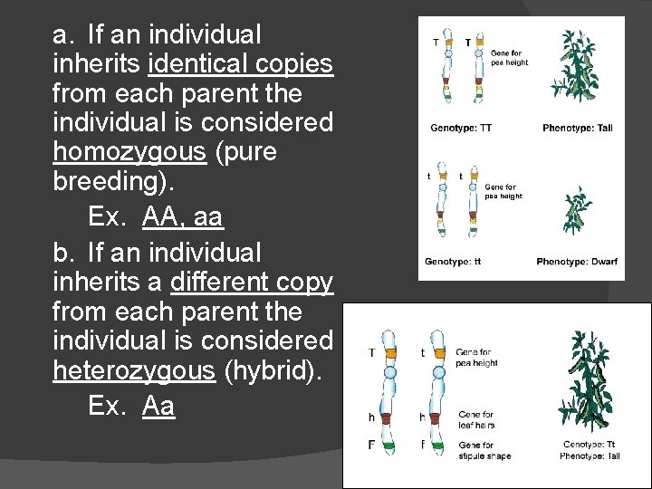 a. If an individual inherits identical copies from each parent the individual is considered a. If an individual inherits identical copies from each parent the individual is considered