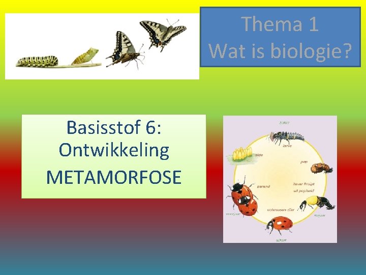 Thema 1 Wat is biologie? Basisstof 6: Ontwikkeling METAMORFOSE 