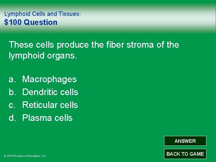 Lymphoid Cells and Tissues: $100 Question These cells produce the fiber stroma of the