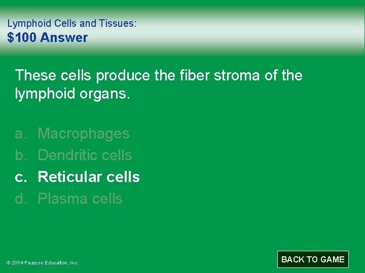 Lymphoid Cells and Tissues: $100 Answer These cells produce the fiber stroma of the