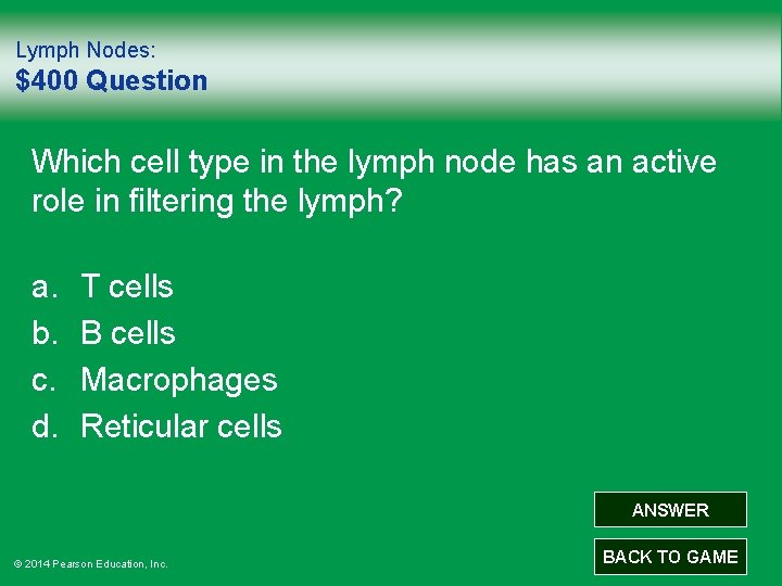 Lymph Nodes: $400 Question Which cell type in the lymph node has an active