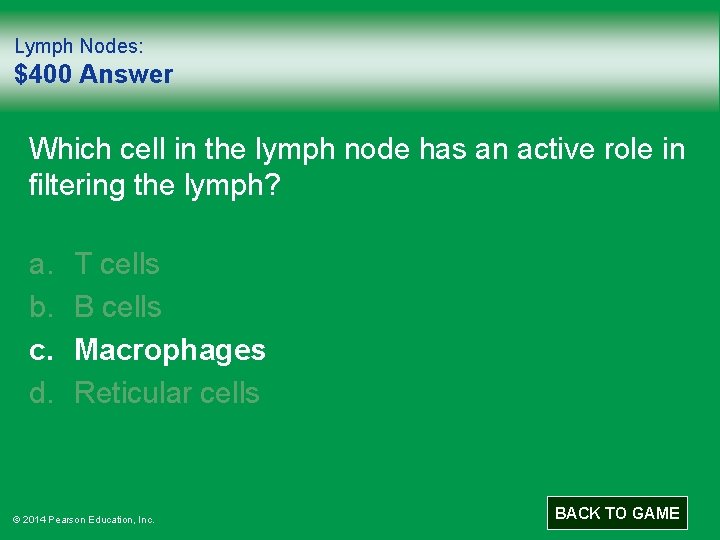 Lymph Nodes: $400 Answer Which cell in the lymph node has an active role