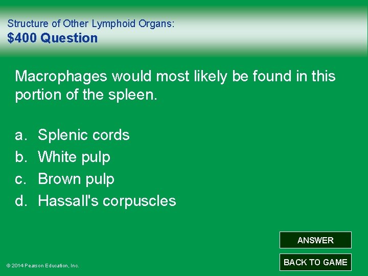 Structure of Other Lymphoid Organs: $400 Question Macrophages would most likely be found in