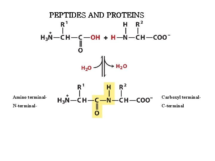 PEPTIDES AND PROTEINS Amino terminal- Carboxyl terminal- N-terminal- C-terminal PEPTIDES AND PROTEINS Amino terminal- Carboxyl terminal- N-terminal- C-terminal