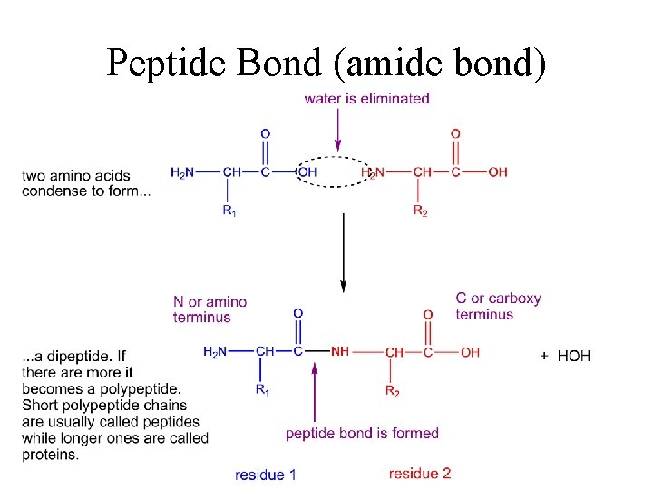 Peptide Bond (amide bond) Peptide Bond (amide bond)