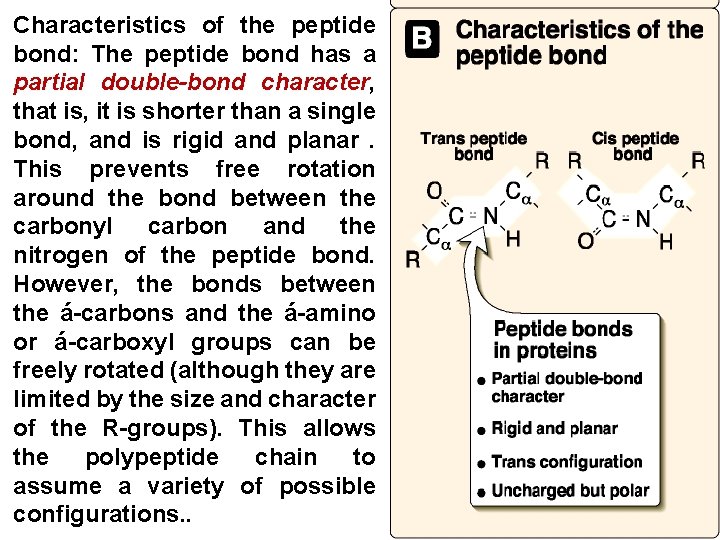 Characteristics of the peptide bond: The peptide bond has a partial double-bond character, that Characteristics of the peptide bond: The peptide bond has a partial double-bond character, that