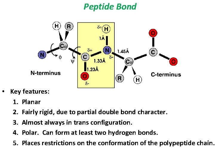 Peptide Bond • Key features: 1. Planar 2. Fairly rigid, due to partial double Peptide Bond • Key features: 1. Planar 2. Fairly rigid, due to partial double