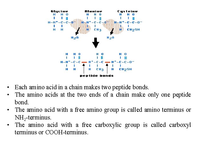 • Each amino acid in a chain makes two peptide bonds. • The • Each amino acid in a chain makes two peptide bonds. • The